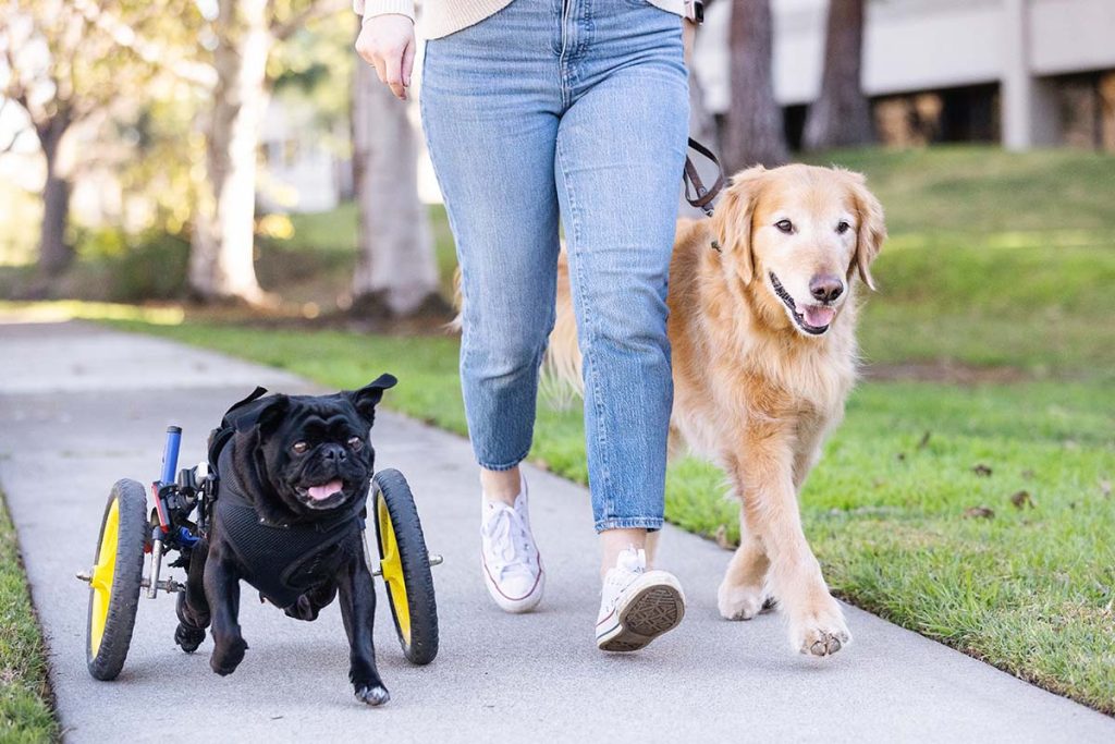 dogs being walked