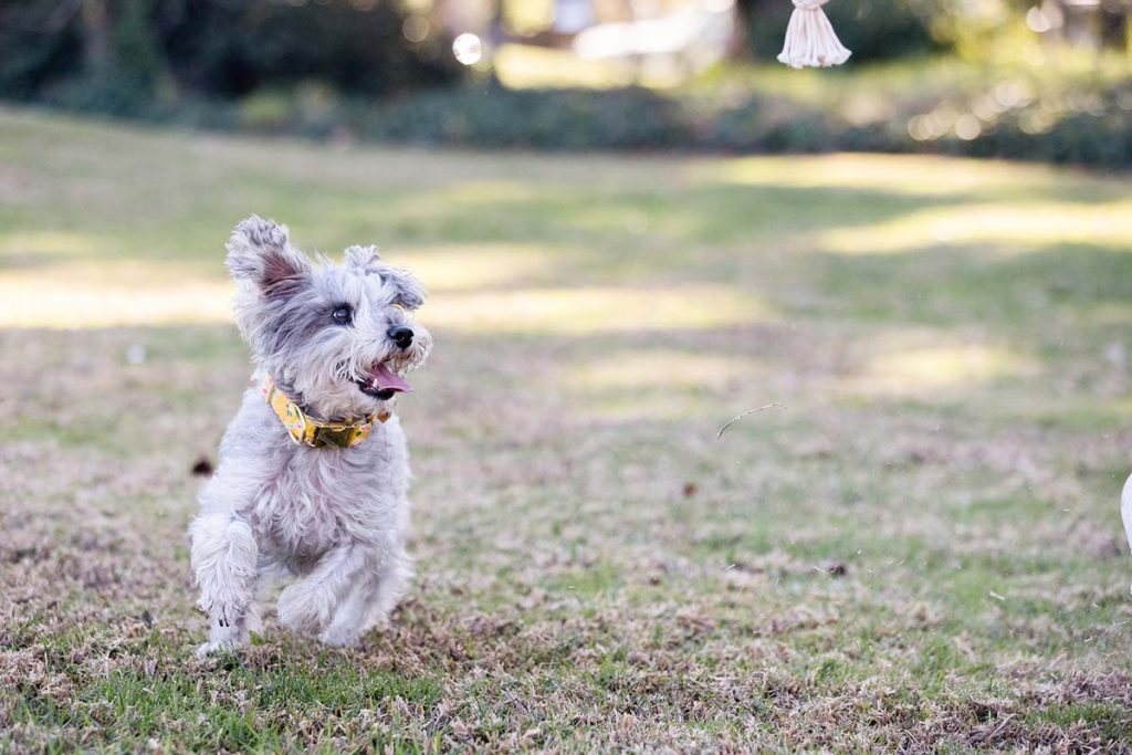 little dog running recall