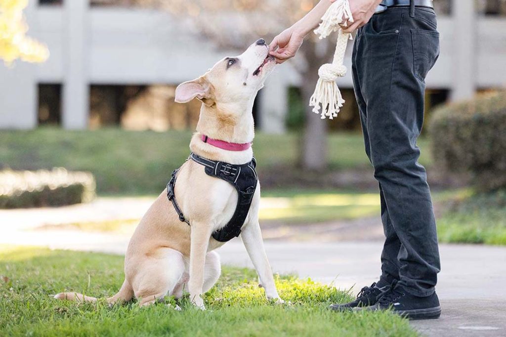 dog training outside