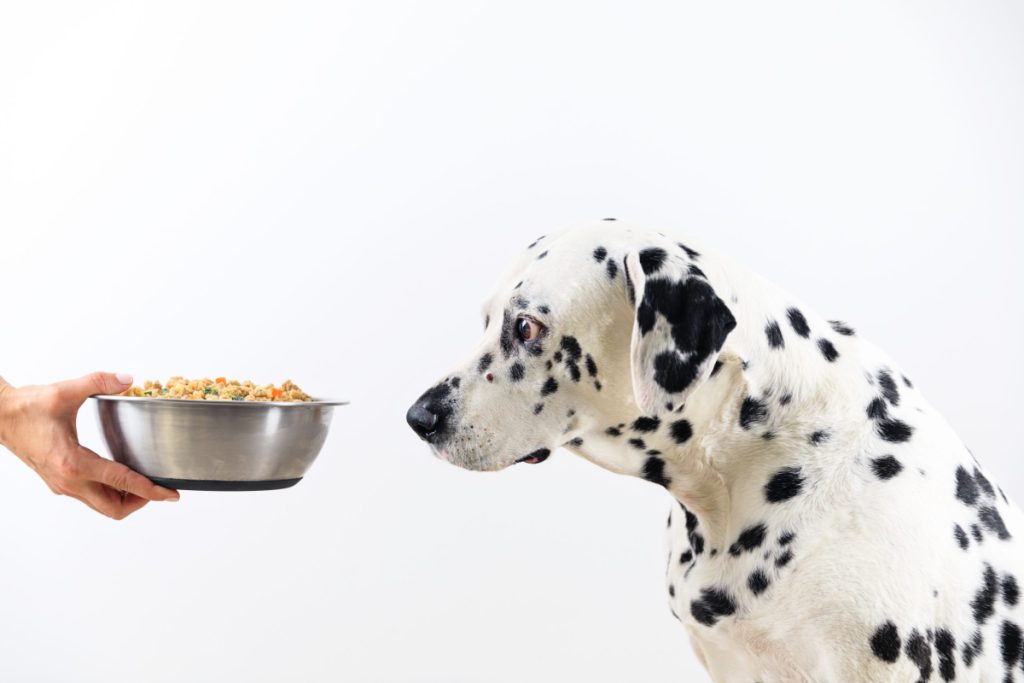 dalmation looking at bowl of food