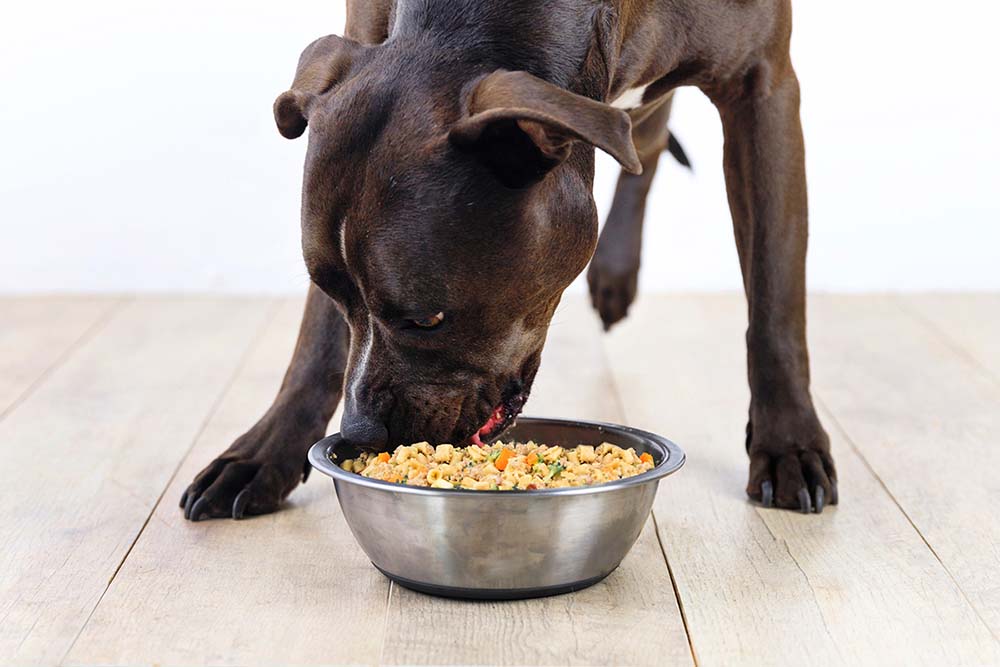 dog eating from bowl