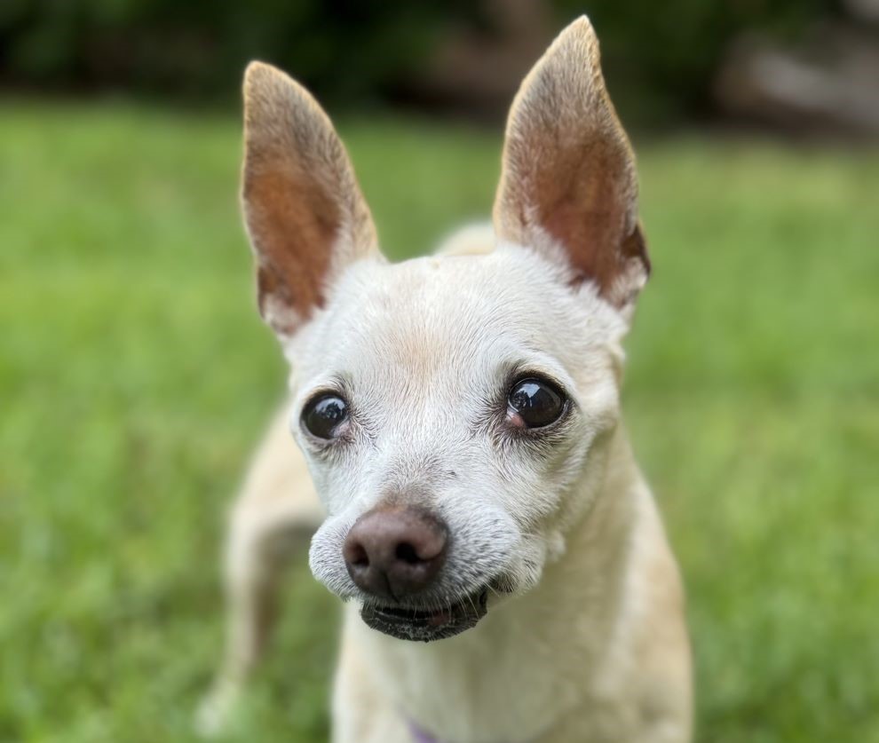 chihuahua mix