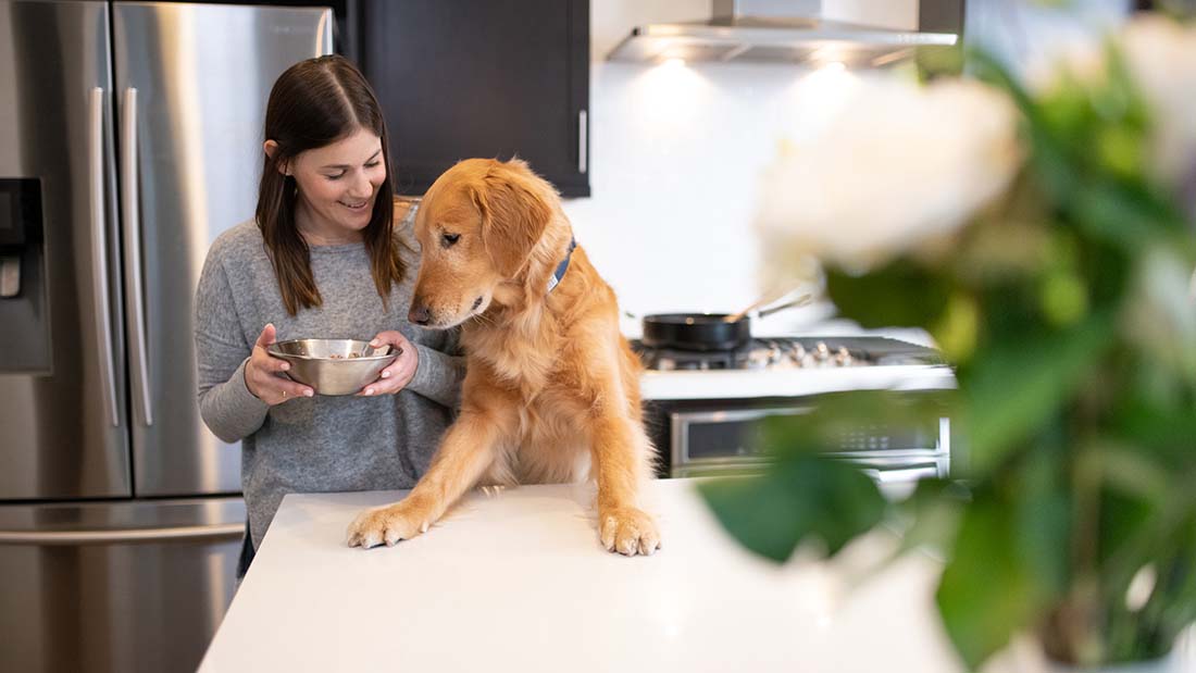 What to Add to Dry Dog Food for Picky Eaters