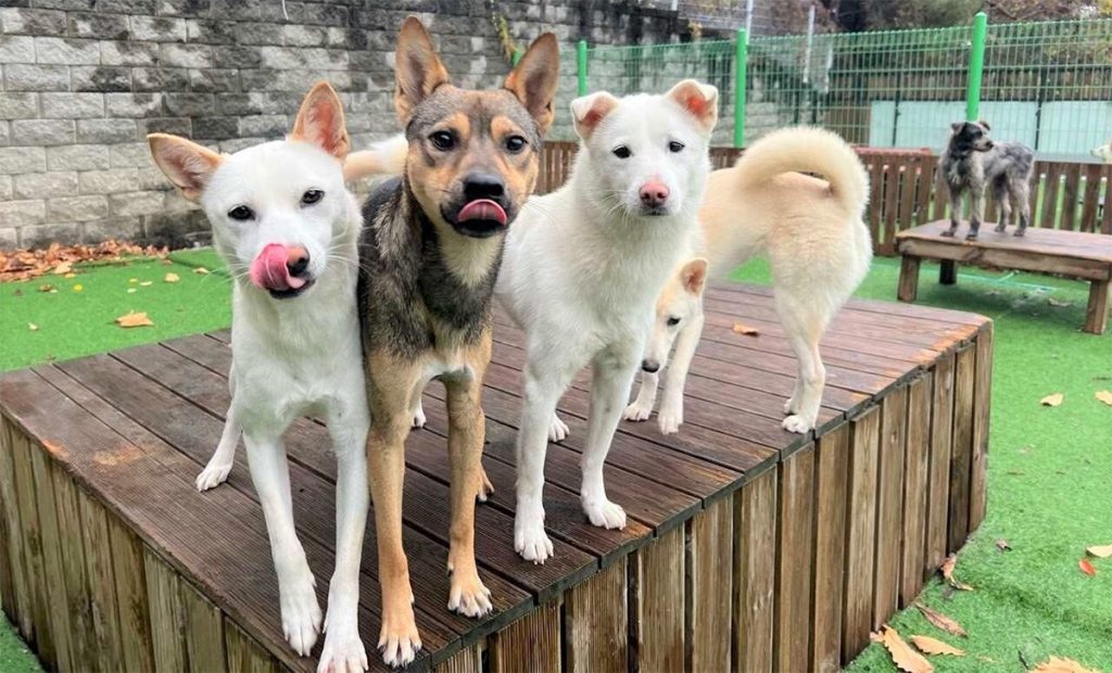 korean k9 rescue dogs