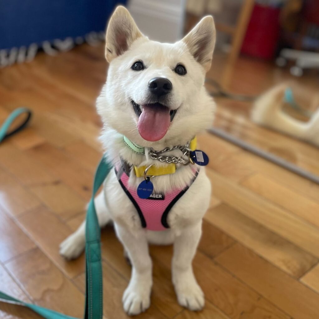 korean k9 rescue dog