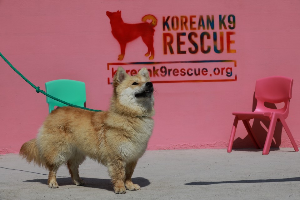 korean k9 rescue