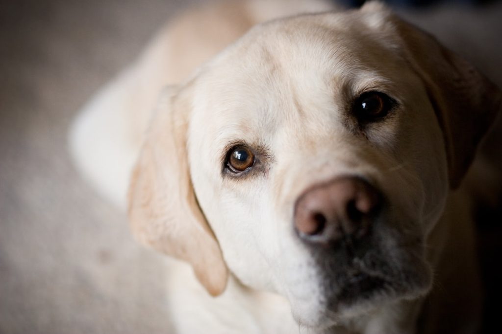 lab overweight