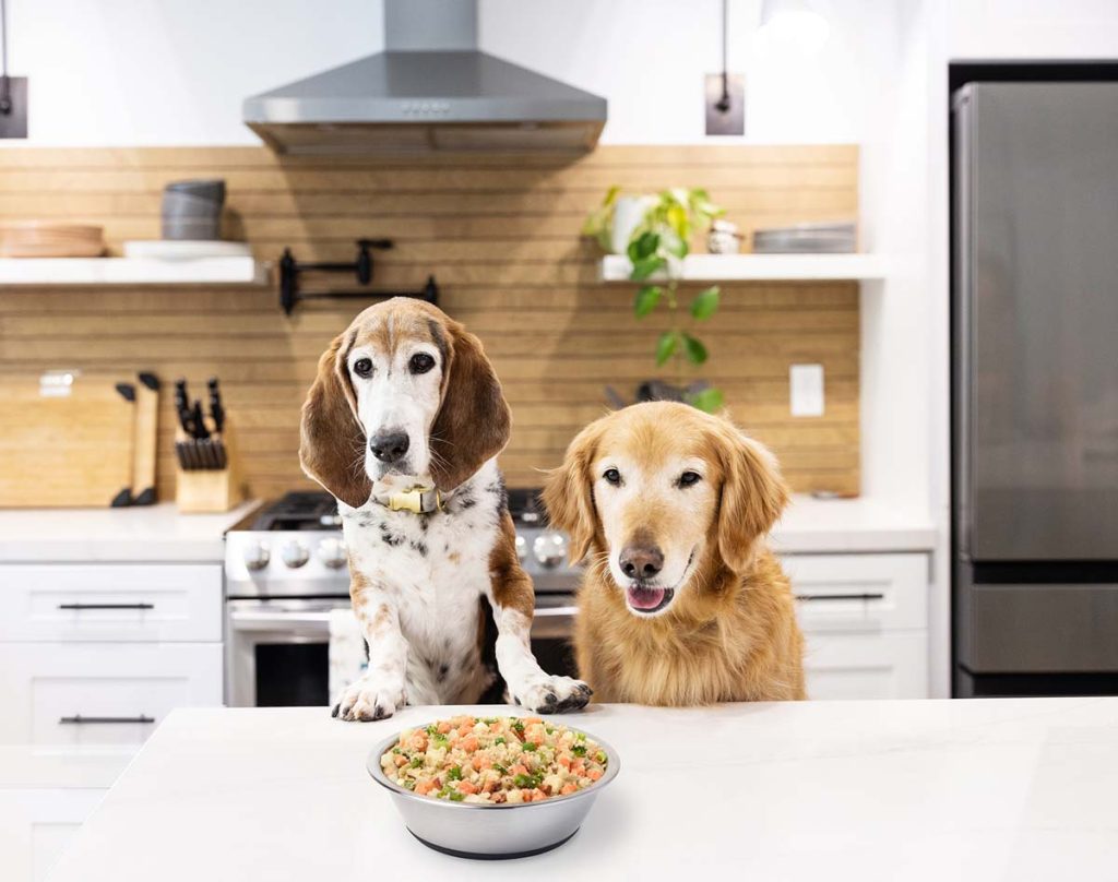 a basset hound and golden retriever at a kitchen island