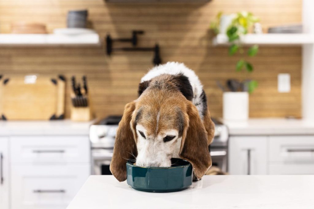 senior dog eating fresh food