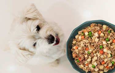 A white fluffy dog being served a bowl of beef and russet potato recipe