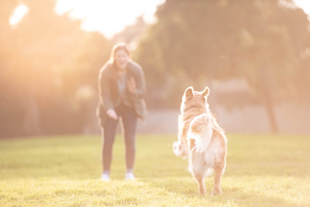 dog playing fetch