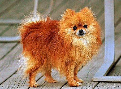 pomeranian