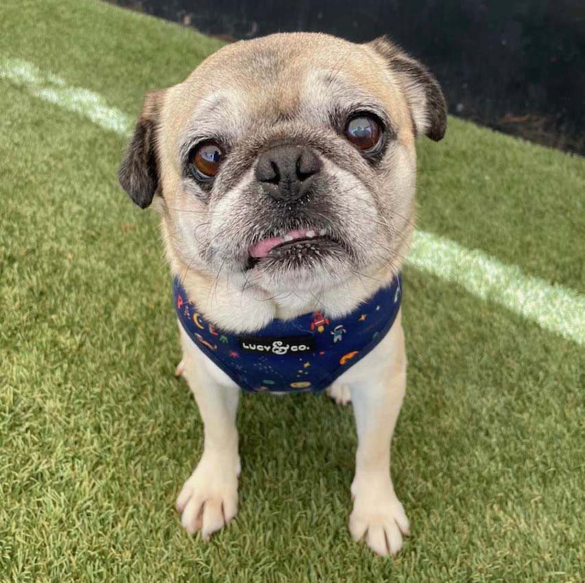 AP Rescue Partner Spotlight: Pug Nation