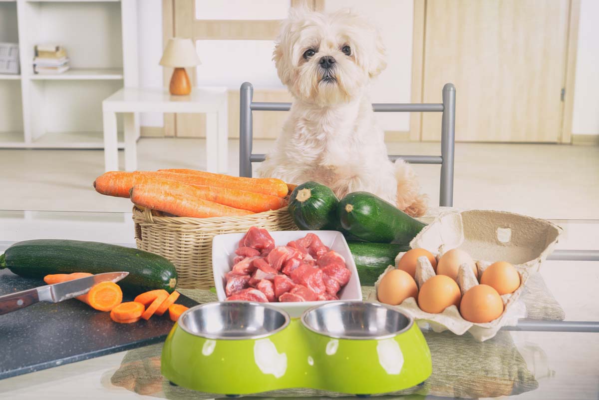 Raw Dog Food Is a Public Health Issue