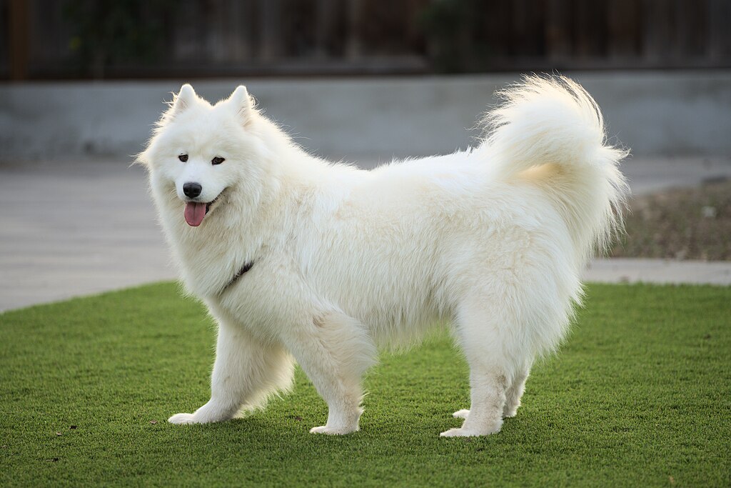 samoyed dog