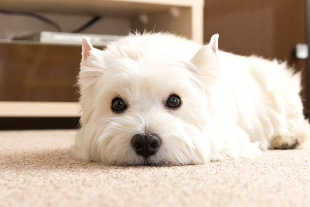 stressed little white dog