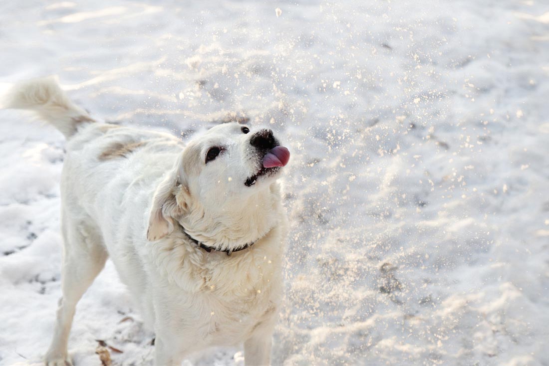 Why Do Dogs Eat Snow?