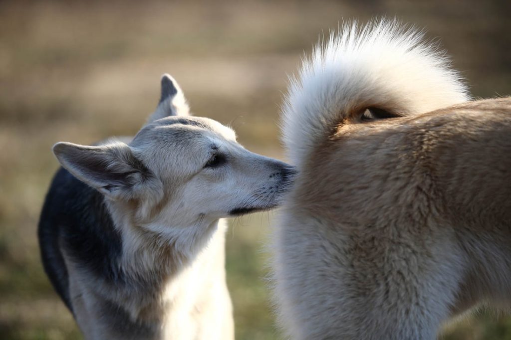 why do dogs sniff butts