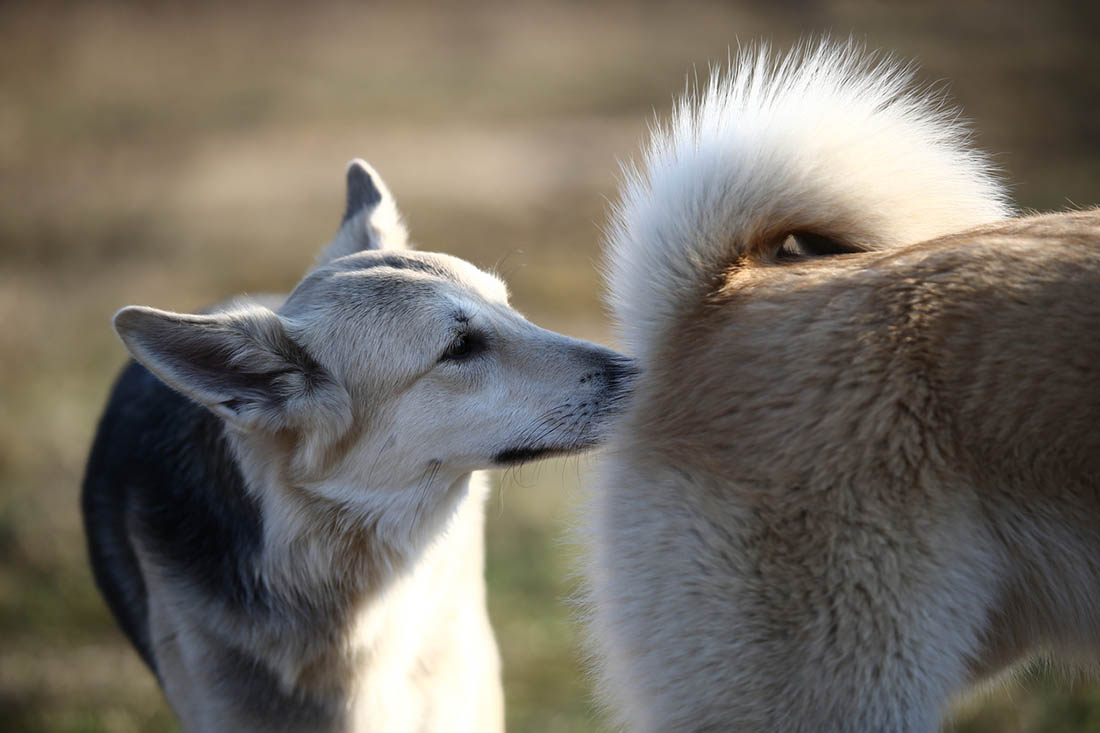 Why Do Dogs Sniff Butts?