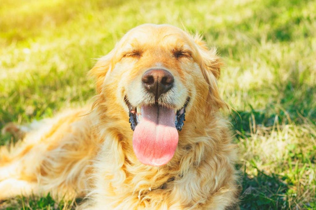 a tired golden dog laying in a field panting