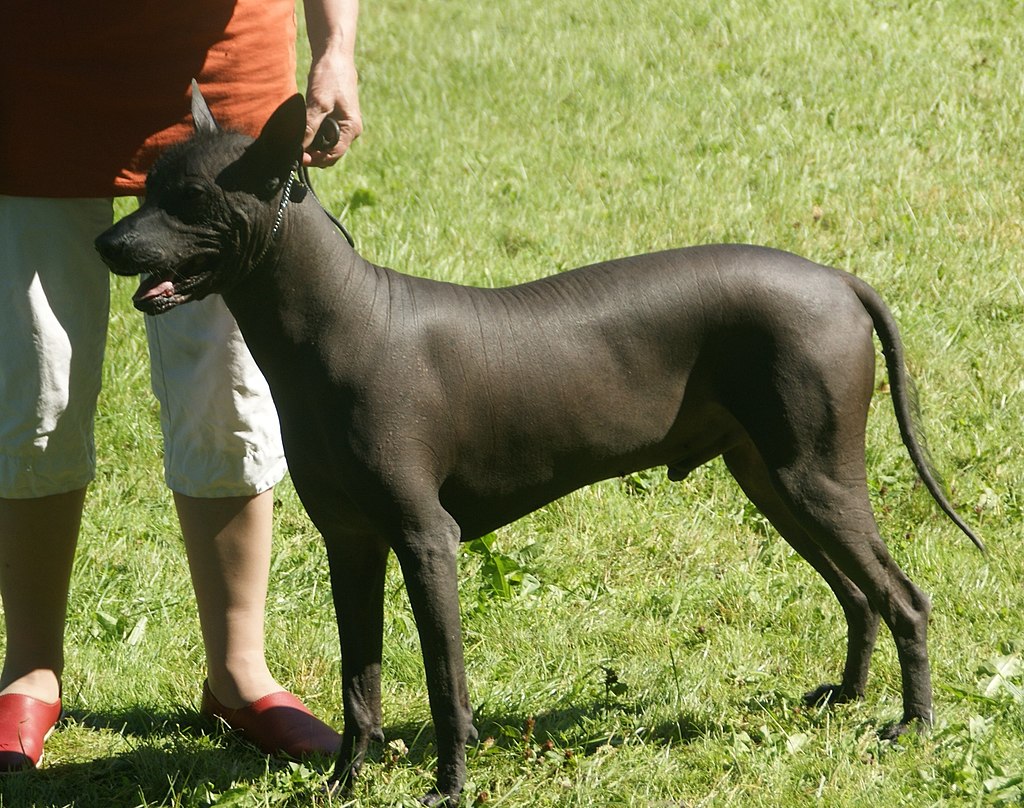 mexican hairless dog