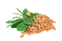 Fenugreek